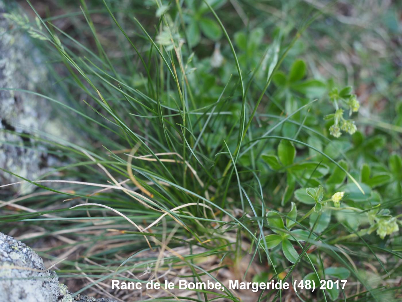 Fescue, (Bellotte's) plant